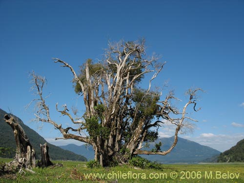 Image of a dying, old tree on the shore of Caburga lake, Chile.
